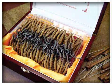 博尔塔拉冬虫夏草回收